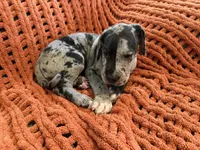 Levi, a male Great Dane for sale in Milan, IN – 4 of 9