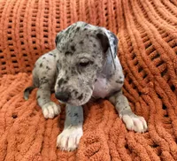 Nova, a female Great Dane for sale in Milan, IN – 10 of 10