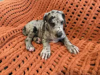 Stanley, a male Great Dane for sale in Milan, IN – 7 of 7