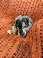Levi, a male Great Dane for sale in Milan, IN – 5 of 9