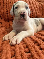 Lilly, a male Great Dane for sale in Milan, IN – 2 of 5