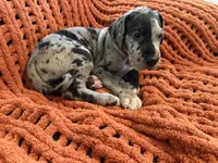 Levi, a male Great Dane for sale in Milan, IN – 8 of 9