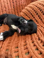 Ace, a male Great Dane for sale in Milan, IN – 9 of 10