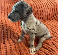 Nova, a female Great Dane for sale in Milan, IN – 7 of 10