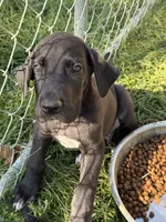 Ace, a male Great Dane for sale in Milan, IN – 5 of 8