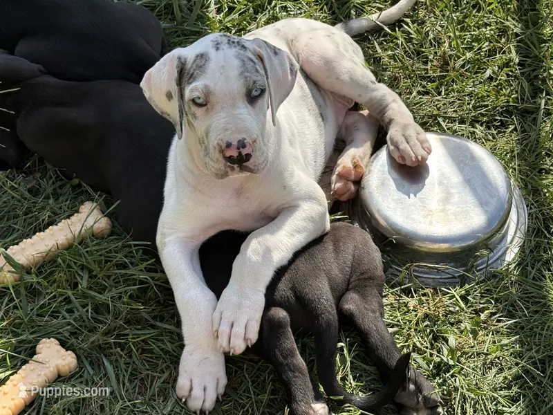 Lilly – Great Dane puppy for sale in Milan, IN