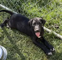 Ace, a male Great Dane for sale in Milan, IN – 4 of 8