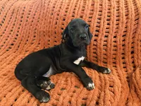 Rosa, a female Great Dane for sale in Milan, IN – 9 of 10