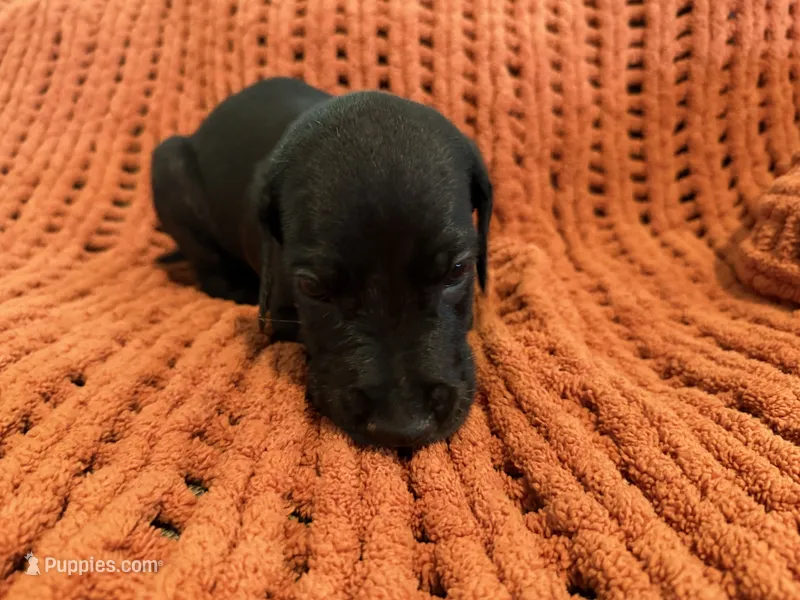 Ace – Great Dane puppy for sale in Milan, IN