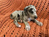 Stanley, a male Great Dane for sale in Milan, IN – 2 of 7