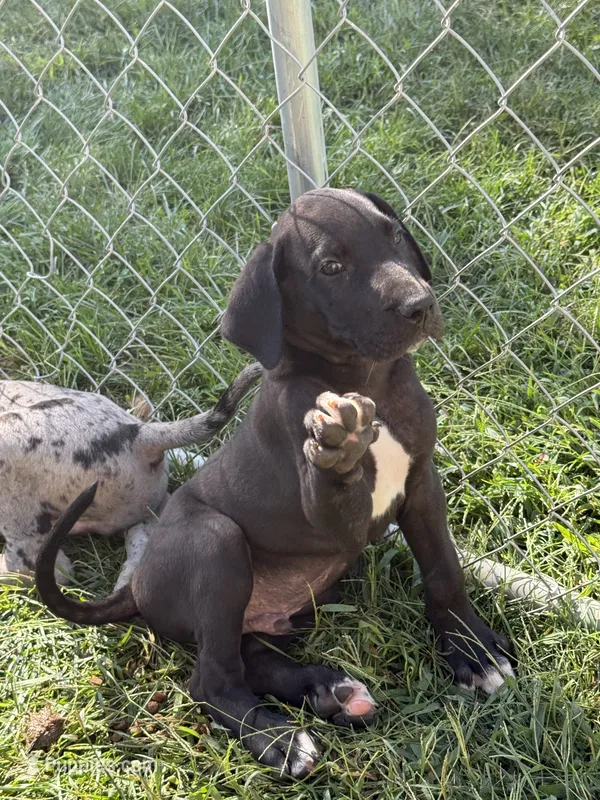 Rosa – Great Dane puppy for sale in Milan, IN