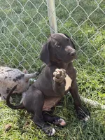 Rosa, a female Great Dane for sale in Milan, IN – 1 of 5