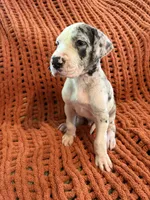 Jake, a male Great Dane for sale in Milan, IN – 5 of 10