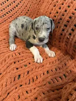Franny, a female Great Dane for sale in Milan, IN – 7 of 9