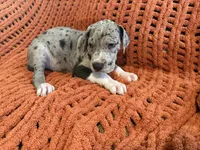 Franny, a female Great Dane for sale in Milan, IN – 6 of 9
