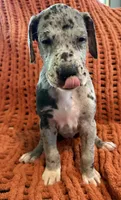 Nova, a female Great Dane for sale in Milan, IN – 6 of 10