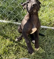 Ace, a male Great Dane for sale in Milan, IN – 8 of 8