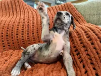 Nova, a female Great Dane for sale in Milan, IN – 8 of 10