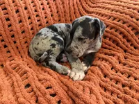 Levi, a male Great Dane for sale in Milan, IN – 2 of 9