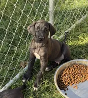 Ace, a male Great Dane for sale in Milan, IN – 7 of 8