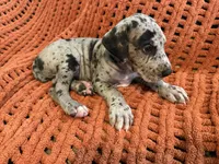 Stanley, a male Great Dane for sale in Milan, IN – 3 of 7