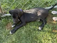 Rosa, a female Great Dane for sale in Milan, IN – 5 of 5