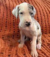 Jake, a male Great Dane for sale in Milan, IN – 2 of 10