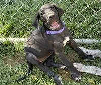 Rosa, a female Great Dane for sale in Milan, IN – 4 of 5