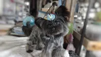 Rare Russian Silver Mithril , a female Yorkshire Terrier for sale in Barren Springs, VA – 2 of 4