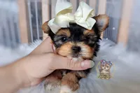 Korean Tala , a female Morkie for sale in Barren Springs, VA – 3 of 9