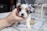 Korean Merle Sina, a female Morkie for sale in Barren Springs, VA – 1 of 6