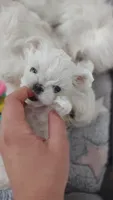 Upcoming Korean Maltese, a  Maltese for sale in Barren Springs, VA – Photo 8 of 10
