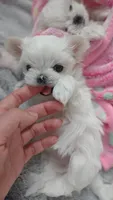 Upcoming Korean Maltese, a  Maltese for sale in Barren Springs, VA – Photo 10 of 10