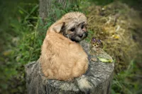 Anchor, a male Morkie for sale in Barren Springs, VA – 7 of 7