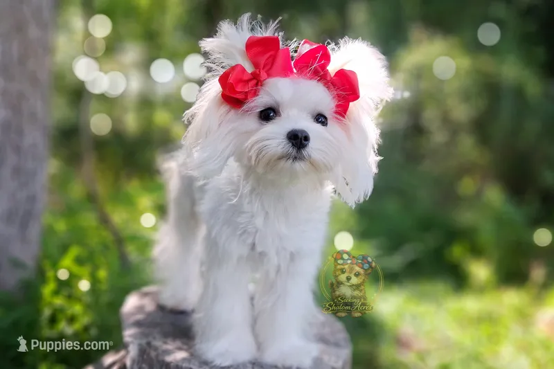 Korean Teddybear Snowball – Maltese puppy for sale in Barren Springs, VA