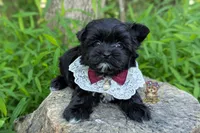 Rare Korean Moana , a female Morkie for sale in Barren Springs, VA – 1 of 10