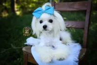 Korean Teddybear Snowball, a male Maltese for sale in Barren Springs, VA – 2 of 10