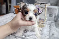 Korean Merle Sina, a female Morkie for sale in Barren Springs, VA – 5 of 6