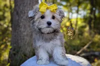 Thicket, a male Morkie for sale in Barren Springs, VA – 2 of 4