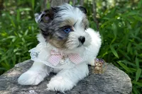 Korean Blue Eyed Sina, a female Morkie for sale in Barren Springs, VA – 4 of 10