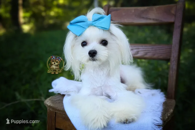 Korean Teddybear Snowball – Maltese puppy for sale in Barren Springs, VA