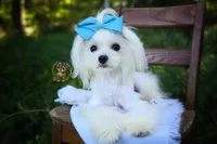 Korean Teddybear Snowball, a male Maltese for sale in Barren Springs, VA – 1 of 10