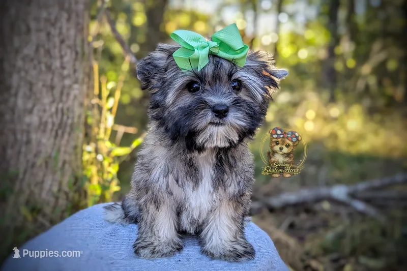 Tumbleweed – Morkie puppy for sale in Barren Springs, VA