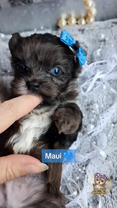 Rare Korean Merle Maui , a male Morkie for sale in Barren Springs, VA – 9 of 9