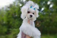Korean Teddybear Snowball, a male Maltese for sale in Barren Springs, VA – 6 of 6