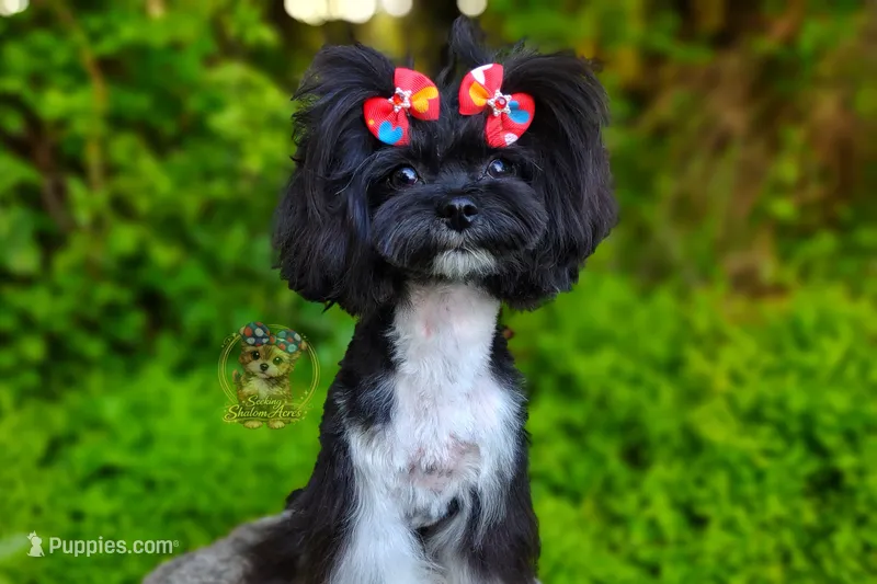 Korean Elio – Maltipoo puppy for sale in Barren Springs, VA