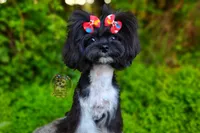 Korean Elio, a male Maltipoo for sale in Barren Springs, VA – 1 of 10