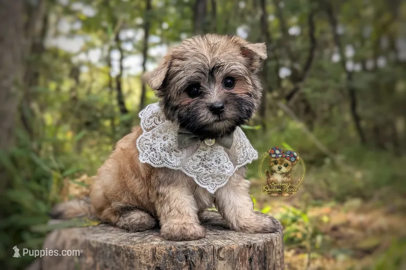 Anchor – Morkie puppy for sale in Barren Springs, VA