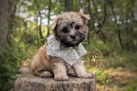 Anchor, a male Morkie for sale in Barren Springs, VA – 1 of 7