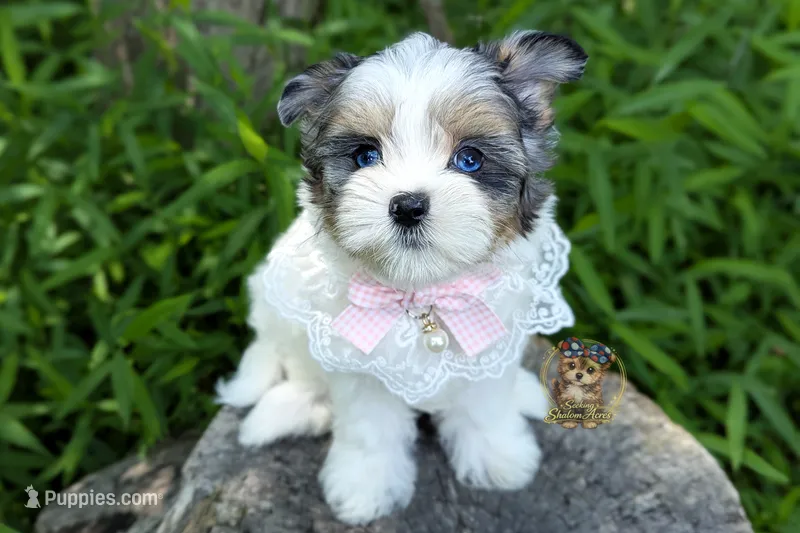 Korean Blue Eyed Sina – Morkie puppy for sale in Barren Springs, VA